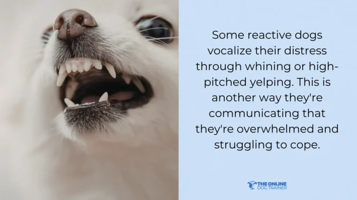 reactive dog barking