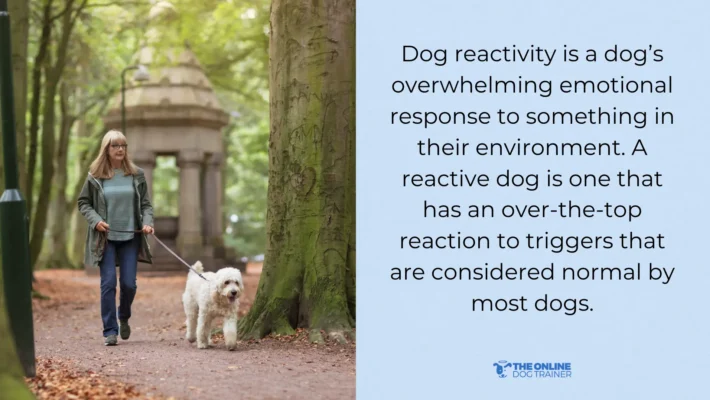 reactive dog training