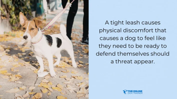 reactive dog training tips from veterinary behaviorist