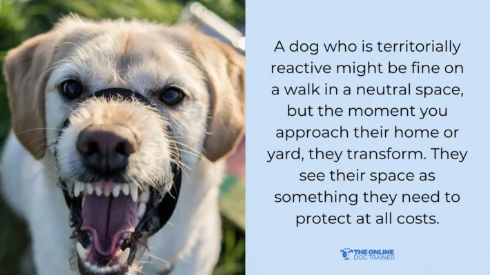 territorial reactivity in dogs