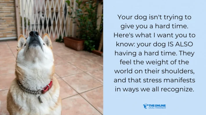 training plan for reactive dogs