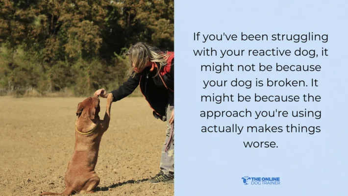 what is the best way to train a reactive dog