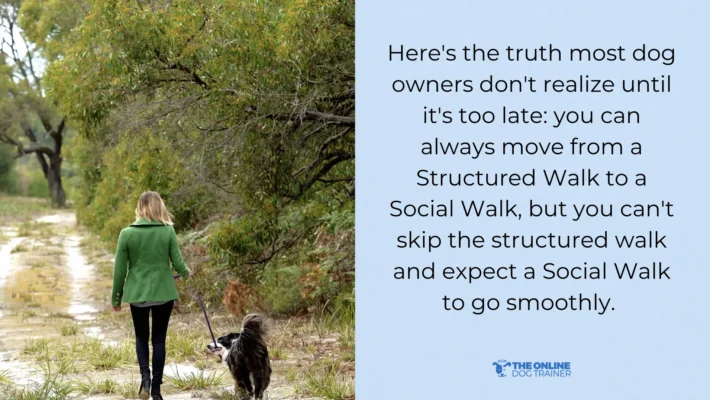 Dog walking tips