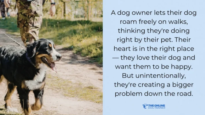 How to train a dog to walk