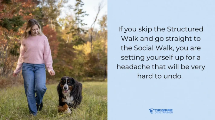 Tips for easier dog walks