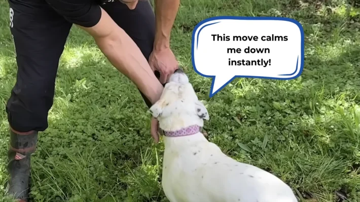 dog anxiety on walks