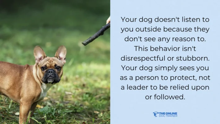 dog ignores commands outside