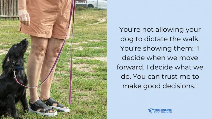 dog ignores you on walks