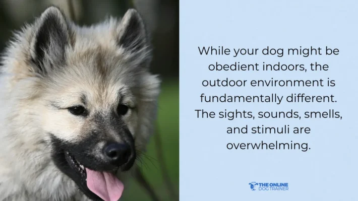 dog ignores you on walks