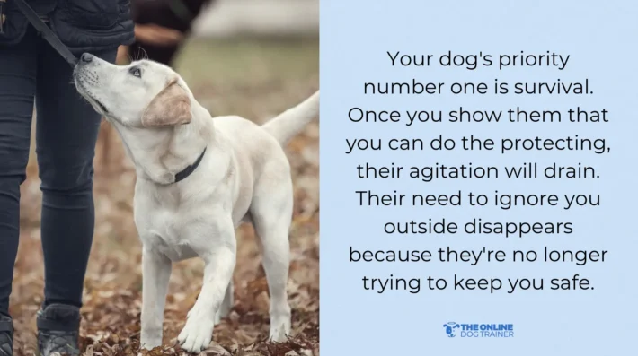 dog ignores you outside