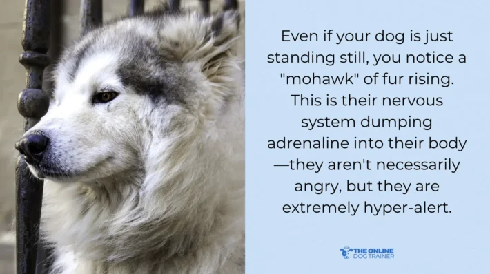 dog is reactive while on leash