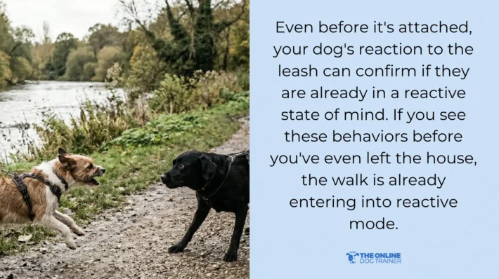 dog is reactive while on leash