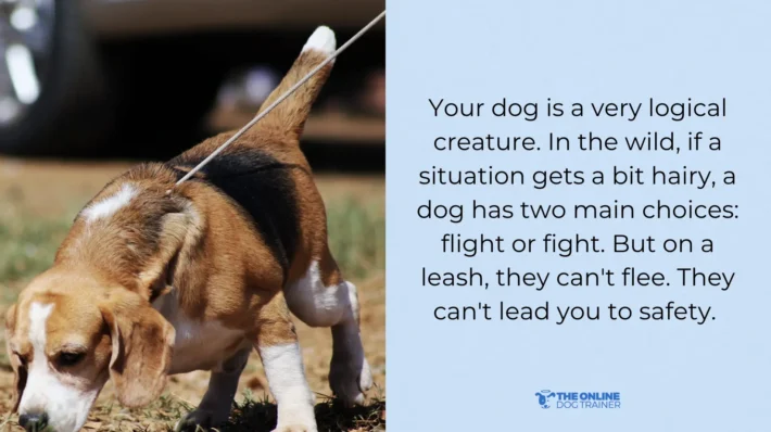 dog leash reactivity