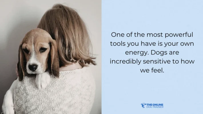 dog reactive on leash