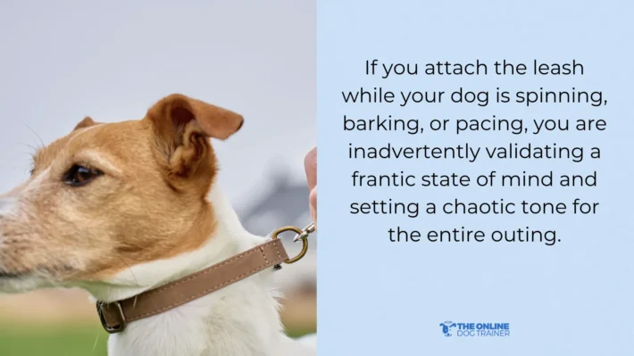 doggy dan training for leash reactive dogs