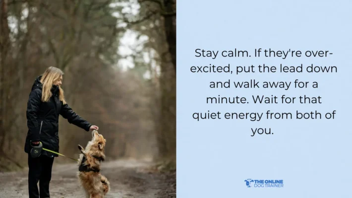 how to make dogs listen