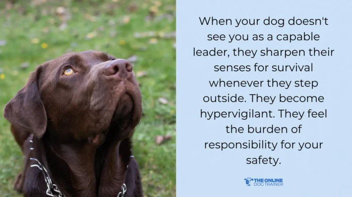 how to make dogs listen