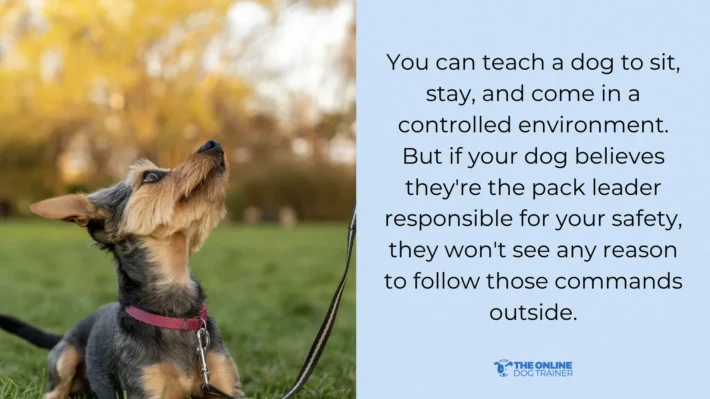 how to make dogs listen outside