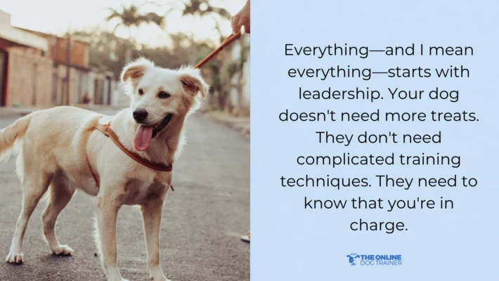 how to show your dog you are the leader