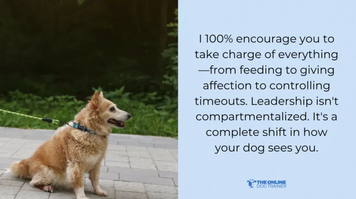 how to stop dog leash reactivity