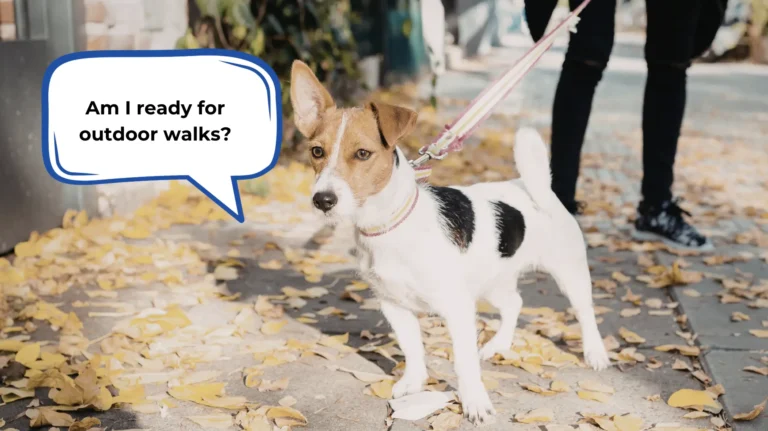 how to train your dog to behave in public