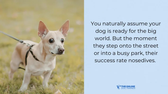 Dog’s public behavior