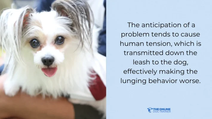 dog leash reactivity training