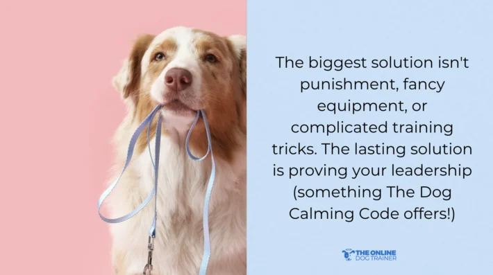 training leash reactive dogs