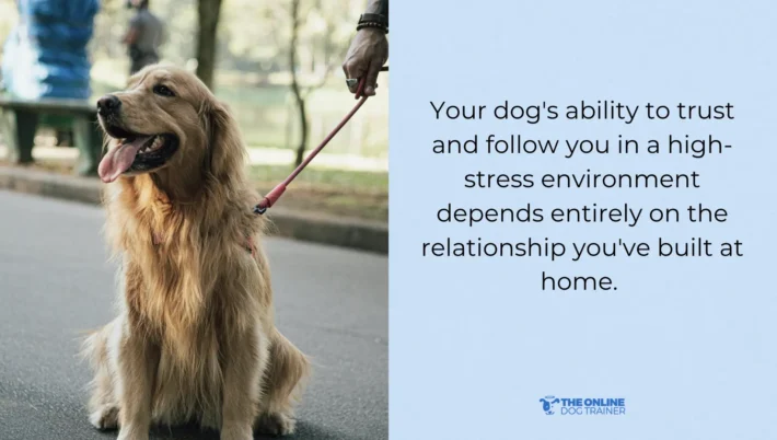 Teach a dog to behave outside the house
