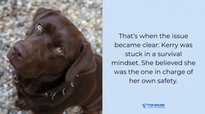 Dog is scared to go on walks 