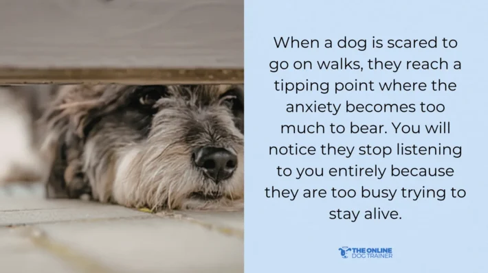 How to ease dog anxiety on walks