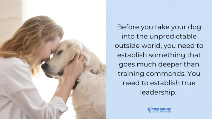 How to train a dog to behave outside