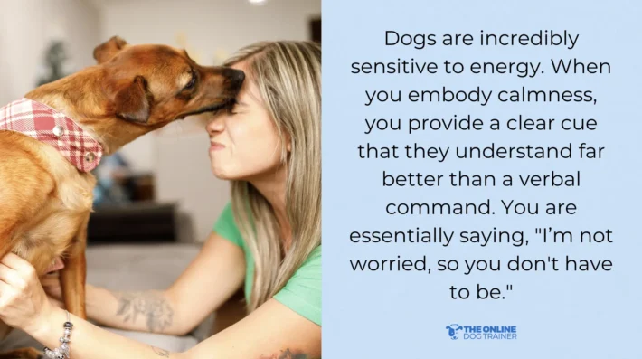 Dog anxiety on walks