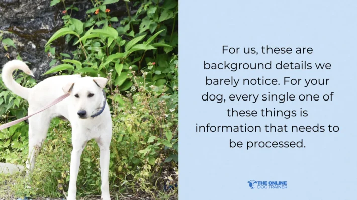 Dog acts differently outside the house