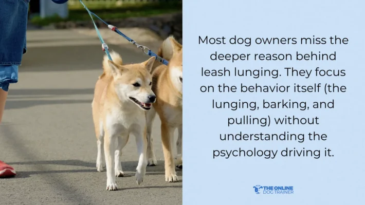 leash reactive dogs