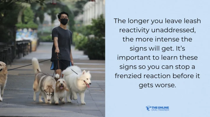 leash reactivity in dogs