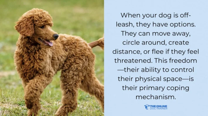 reactive dog training