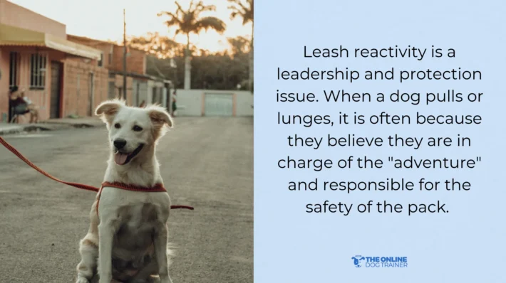 stop dog lunging reactive dog