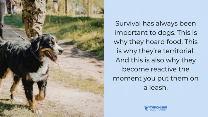 what causes leash reactivity in dogs