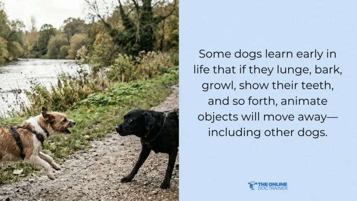 what causes leash reactivity in dogs