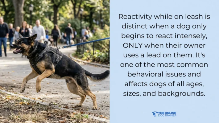 what causes leash reactivity in dogs