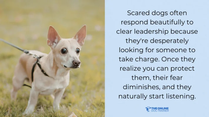 why your dog ignores you while on a walk