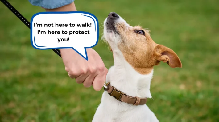 Anxious dog outdoors