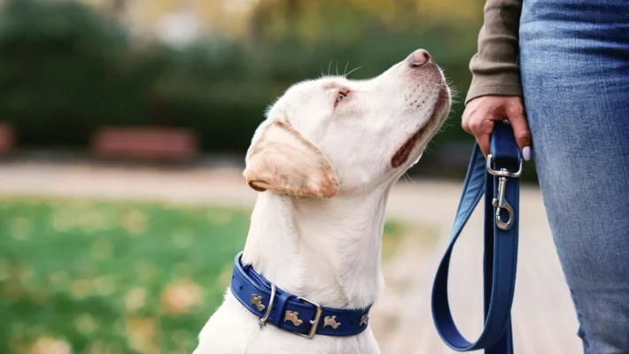 Best leash for walks
