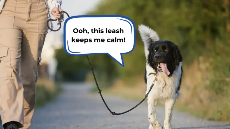 Best leash for walks