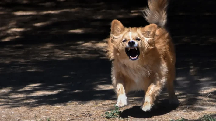 Calm dog reactive