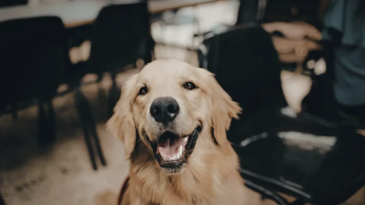 Calm dog reactive