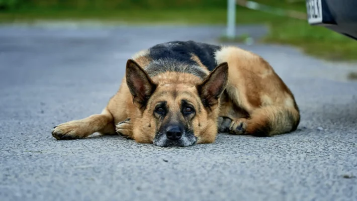Calm reactive dogs
