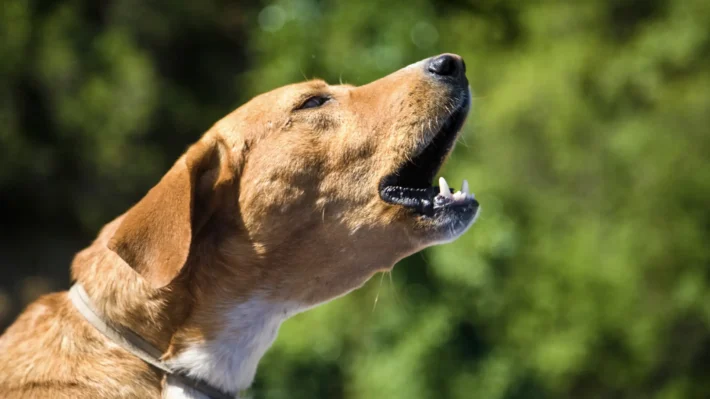 Dog suddenly reactive during playdates