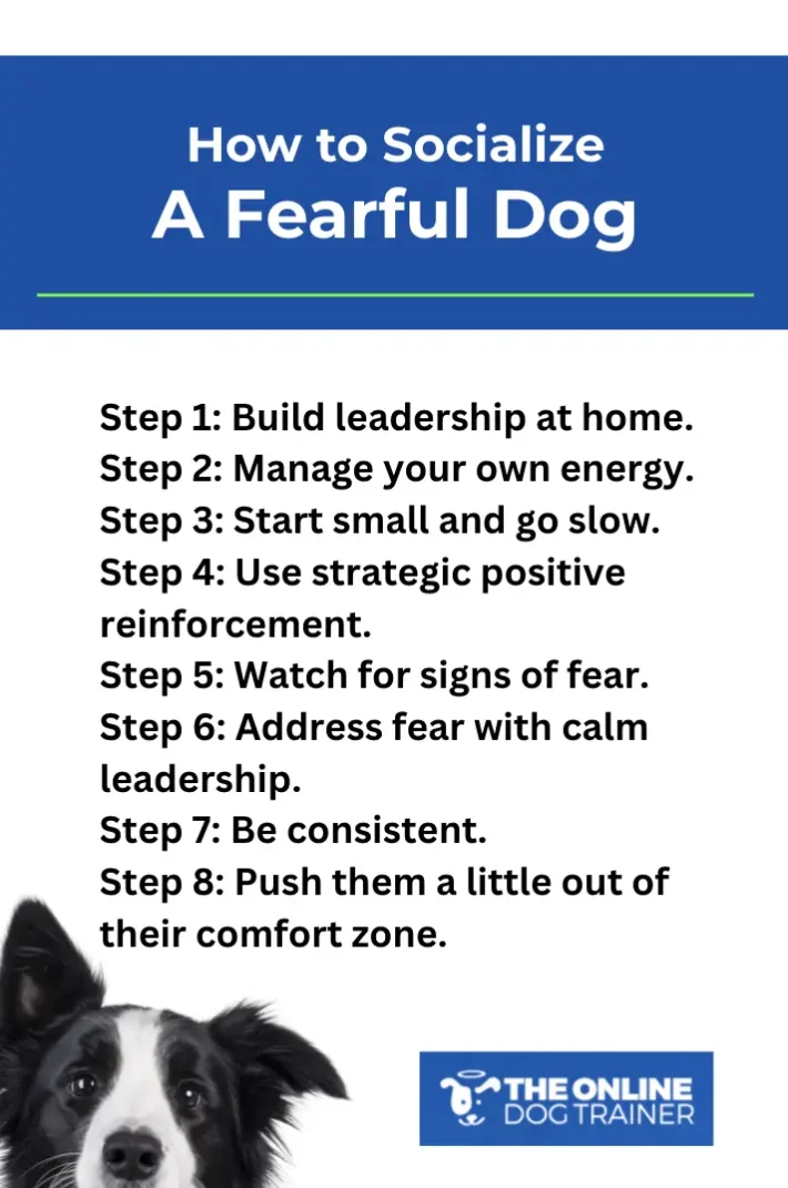 How to socialize a fearful dog